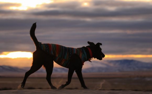 Extra Large Dog Sweater - Post Thumbnail